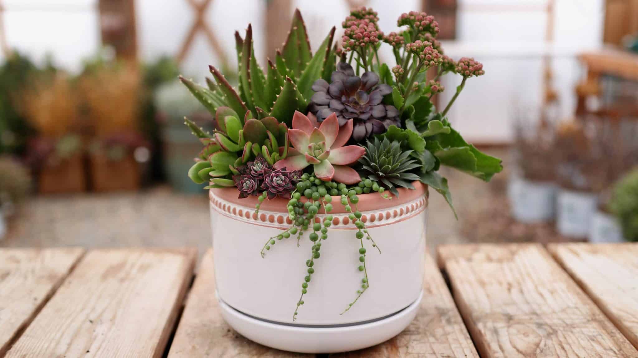 Succulent Arrangements