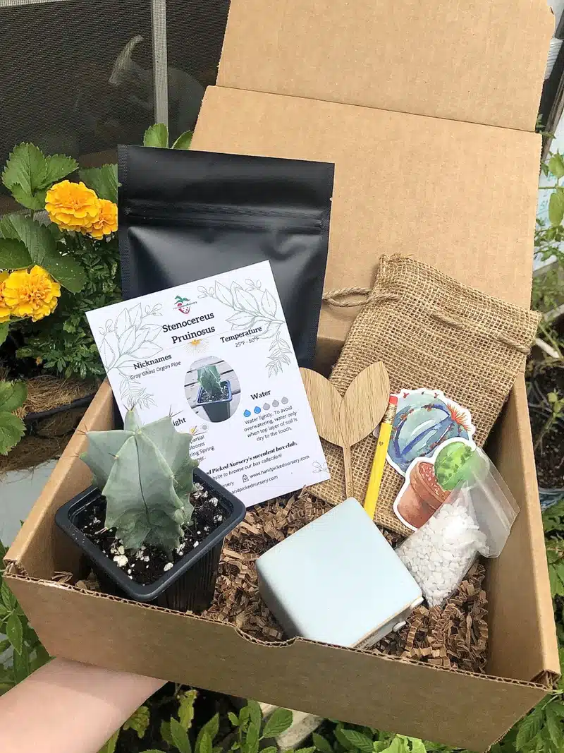 Succulent Growing Kit