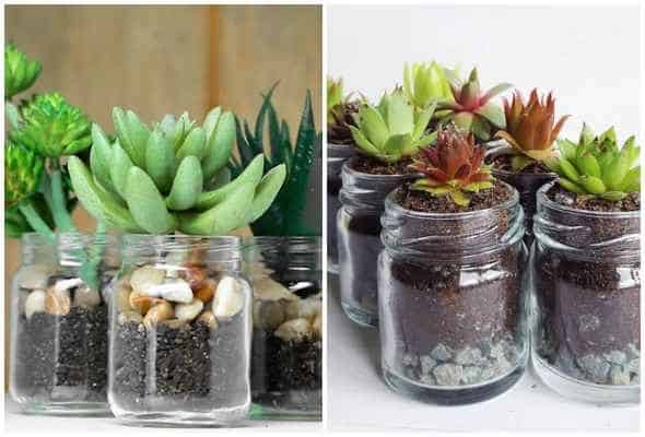 Terrários em Potinhos