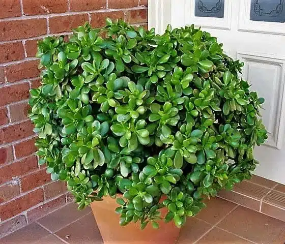 planta jade como cuidar