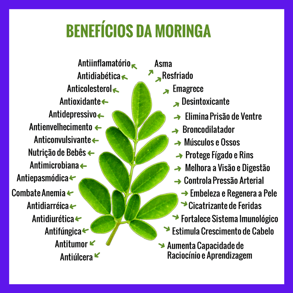 moringa oleifera benefícios e malefícios