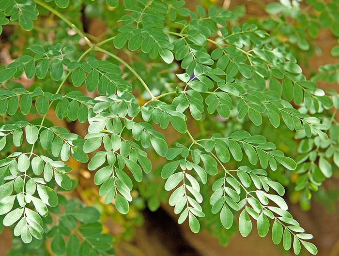 COMO É A PLANTA MORINGA: Um Olhar Detalhado sobre essa Poderosa Espécie Vegetal