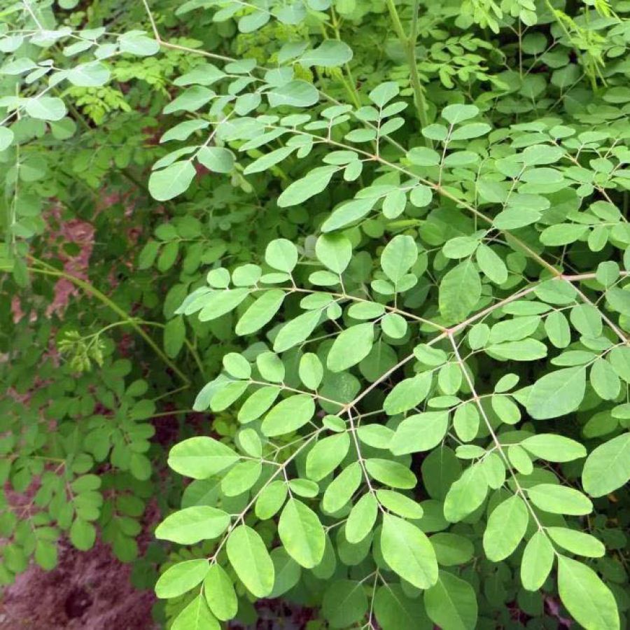 MUDAS DE MORINGA OLEÍFERA: Cultive seu Próprio Tesouro Verde em Casa