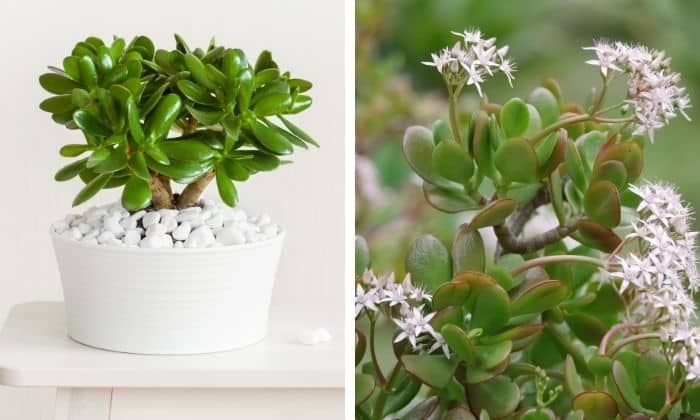 Planta Jade Como Cuidar em Sua Casa – O Guia Completo