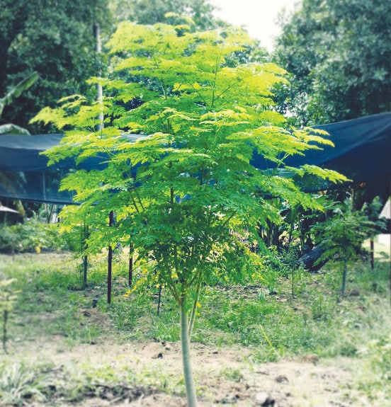 o que é moringa oleífera