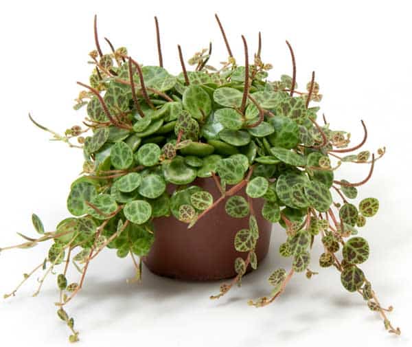 Colar de Tartaruga – Dicas de Cultivo
