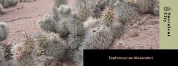 Como Cuidar de Tephrocactus Alexanderi [MUITO FÁCIL]