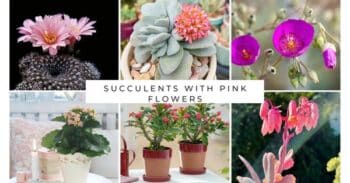 11 Suculentas com Flores Rosa para Adicionar Cor ao Seu Jardim