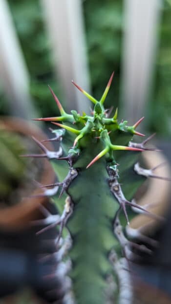 Como Replantar Euphorbia Confira um Passo a Passo em Vídeo