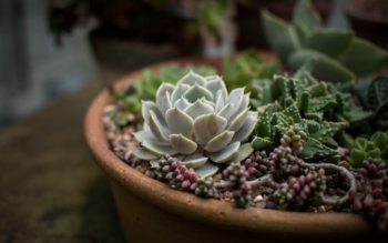 Suculentas 4 dicas para proteger as plantas no frio