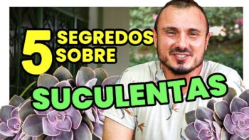 5 SEGREDOS SOBRE AS SUCULENTAS【CONFIRA】