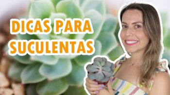 Como cuidar de PLANTAS SUCULENTAS | Dicas para iniciantes