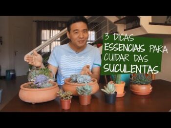 3 Dicas ESSENCIAIS para cuidar das suas SUCULENTAS com sucesso