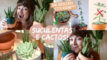 Como CUIDAR de CACTOS e SUCULENTAS? Dicas que ninguém fala! 🌵