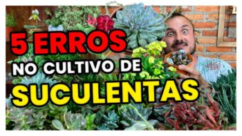 5 ERROS NO CULTIVO DE SUCULENTAS | APRENDA COMO EVITÁ-LOS