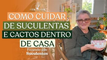 COMO CUIDAR DE SUCULENTAS E CACTOS DENTRO DE CASA