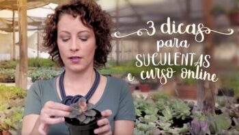 SUCULENTAS: 3 DICAS que ninguém conta [VIDEO COMPLETO]