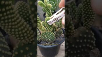 APRENDA A FAZER MUDAS DE CACTOS EM 40 SEGUNDOS! ✨