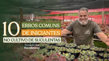 10 ERROS MAIS COMUNS NO CULTIVO DE CACTOS E SUCULENTAS – APRENDA COMO EVITÁ-LOS