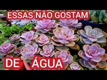 16 SUCULENTAS QUE NÃO GOSTAM DE ÁGUA【FÁCIL DE CUIDAR】