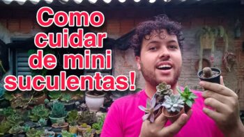 Como Cuidar de Mini Suculentas e Cactos?