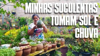 COMO CULTIVAR SUCULENTAS NO SOL E NA CHUVA【CONFIRA】