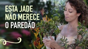 JADE em VASO (crassula): COMO CUIDAR e plantar pela folha