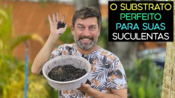 O Melhor Substrato Para Suculentas 【CONFIRA】