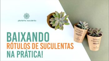 Como Baixar Rótulos de Suculentas【DOWNLOAD】