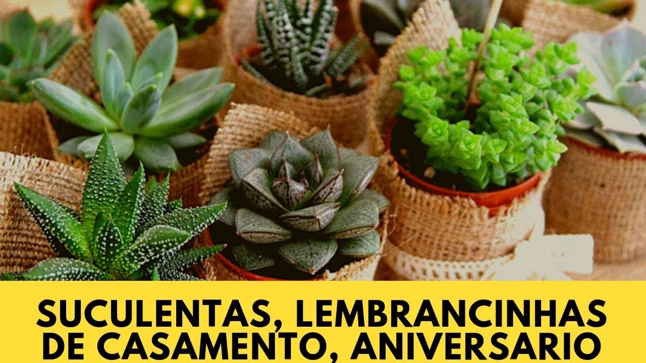 Aprenda a Fazer Lembrancinhas com Suculentas