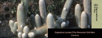 Espostoa Lanata O Cacto Velho Peruano [LINDO E FÁCIL DE CUIDAR]