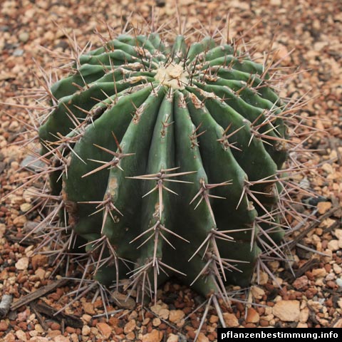 imagens e nomes de cactos