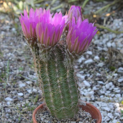 imagens e nomes de cactos