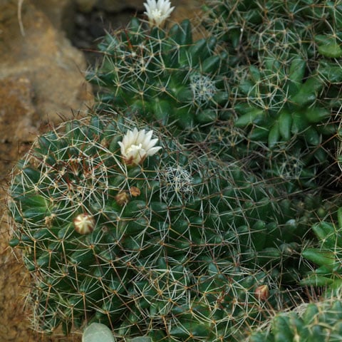 imagens e nomes de cactos