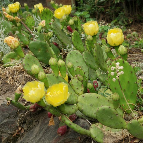 imagens e nomes de cactos