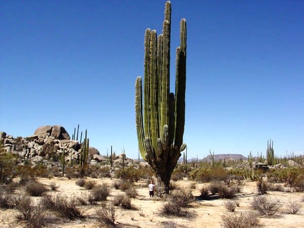 imagens e nomes de cactos