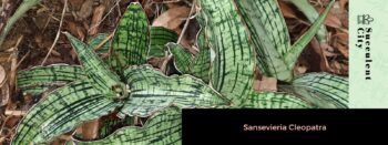 Como Cuidar da Sansevieria Cleópatra [PLANTA COBRA]