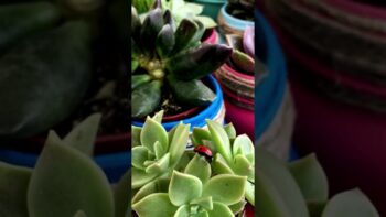 Plantas Suculentas – Suculentas Plantas 53 #shorts