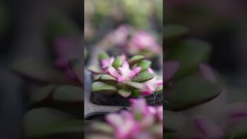 Plantas Suculentas – Suculentas plantas 135 #shorts